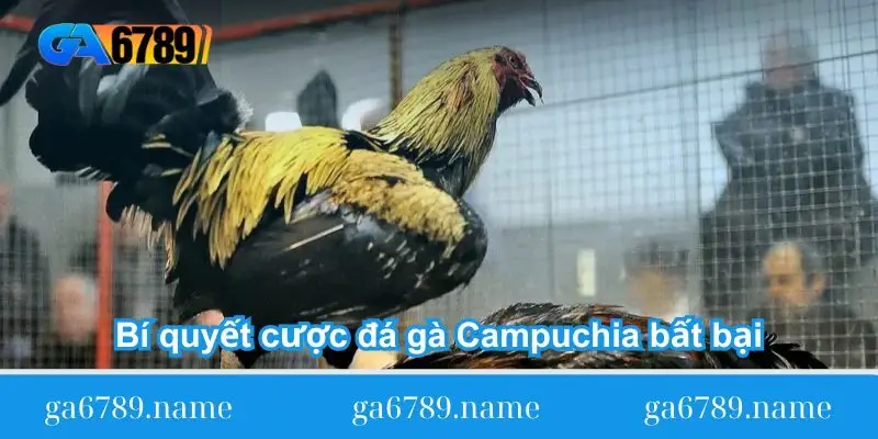 bi-quyet-cuoc-da-ga-campuchia-bat-bai