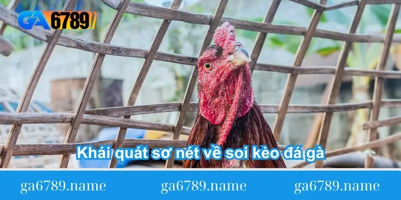 khai quat so net ve soi keo da ga Khái quát sơ nét về soi kèo đá gà