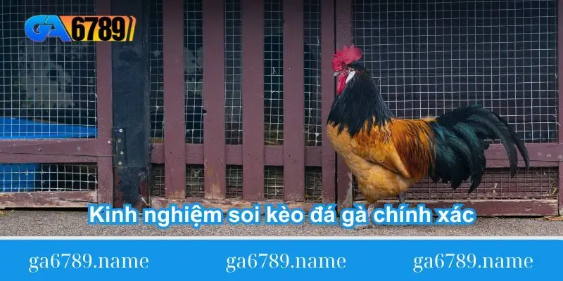 kinh nghiem soi keo da ga chinh Kinh nghiệm soi kèo đá gà chính xác