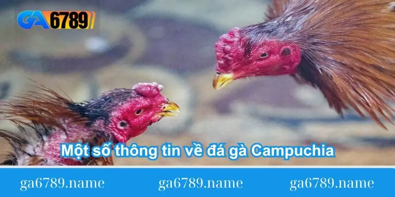 mot so thong tin ve da ga campuchia