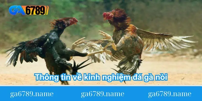 thong-tin-ve-kinh-nghiem-da-ga-noi