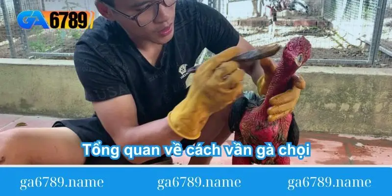 tong-quan-ve-cach-van-ga-choi
